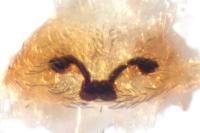 Dictyna uncinata
