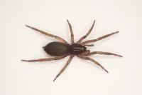 Zelotes tenuis