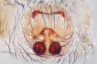 Zelotes tenuis
