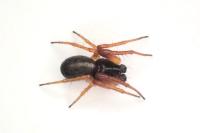 Hypsosinga pygmaea