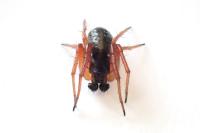 Hypsosinga pygmaea