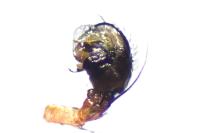 Hypsosinga pygmaea