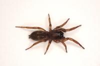 Haplodrassus dalmatensis