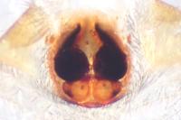 Haplodrassus dalmatensis