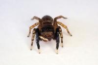 Euophrys frontalis