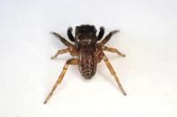 Euophrys frontalis