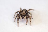 Pseudeuophrys lanigera