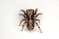 Pseudeuophrys lanigera