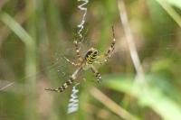 Argiope bruennichi