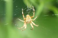 Araneus diadematus