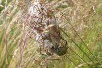 Cheiracanthium