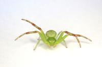 Ebrechtella tricuspidata