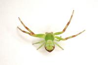 Ebrechtella tricuspidata