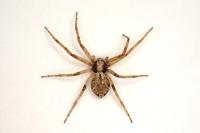Philodromus cespitum