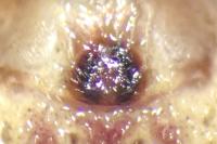 Philodromus cespitum