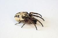 Larinioides cornutus