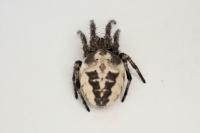 Larinioides cornutus