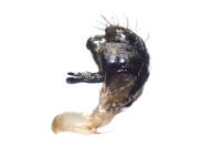 Larinioides cornutus