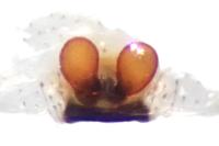 Enoplognatha latimana