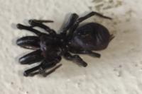Atypus