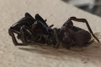 Atypus
