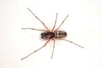 Microlinyphia pusilla