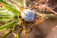 Araneus quadratus