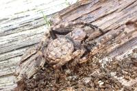 Nuctenea umbratica