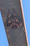 Gibbaranea bituberculata