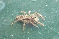 Marpissa muscosa