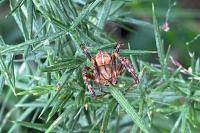 Araneus diadematus