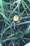 Argiope bruennichi