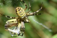 Argiope bruennichi