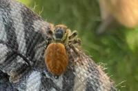 Carrhotus xanthogramma