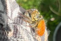 Carrhotus xanthogramma