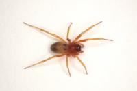 Gongylidium rufipes