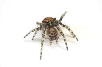 Gibbaranea gibbosa