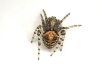 Gibbaranea gibbosa