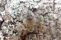Nuctenea umbratica