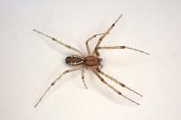 Linyphia triangularis
