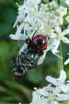 Synema globosum
