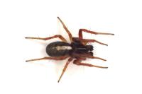 Hypsosinga pygmaea