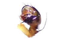 Hypsosinga pygmaea