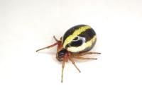Hypsosinga pygmaea