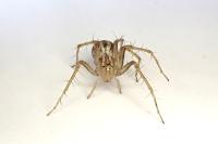 Oxyopes lineatus
