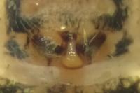 Oxyopes lineatus