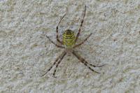 Argiope bruennichi