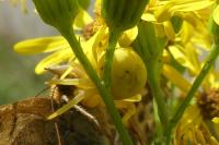 Misumena vatia
