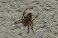 Araneus diadematus
