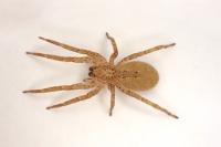 Zoropsis spinimana